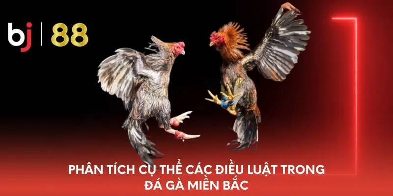 phan-tich-cu-the-cac-dieu-luat-trong-da-ga-mien-bac