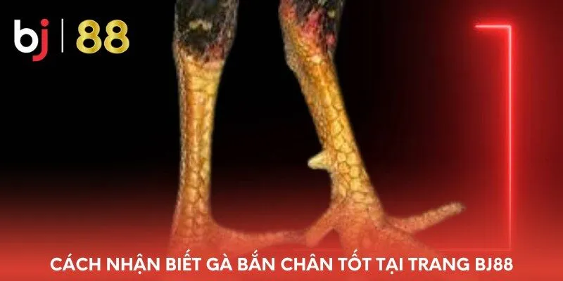 cach-nhan-biet-ga-ban-chan-tot-tai-trang-bj88